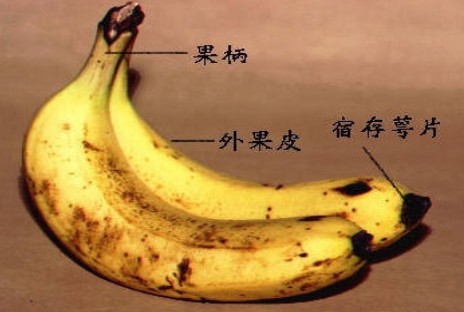 香蕉皮